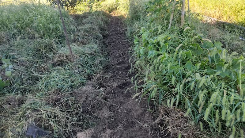 じゃがいもを植え終えた畝の様子