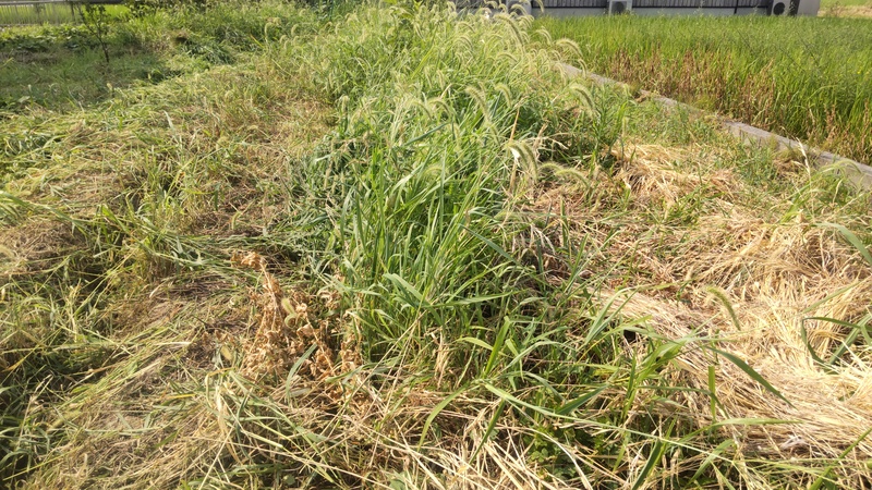 草が生え放題の畝