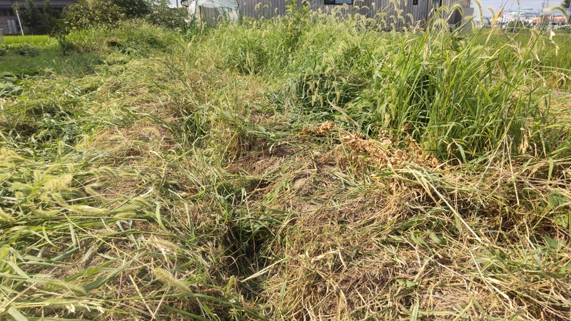 一度草刈りをした畝